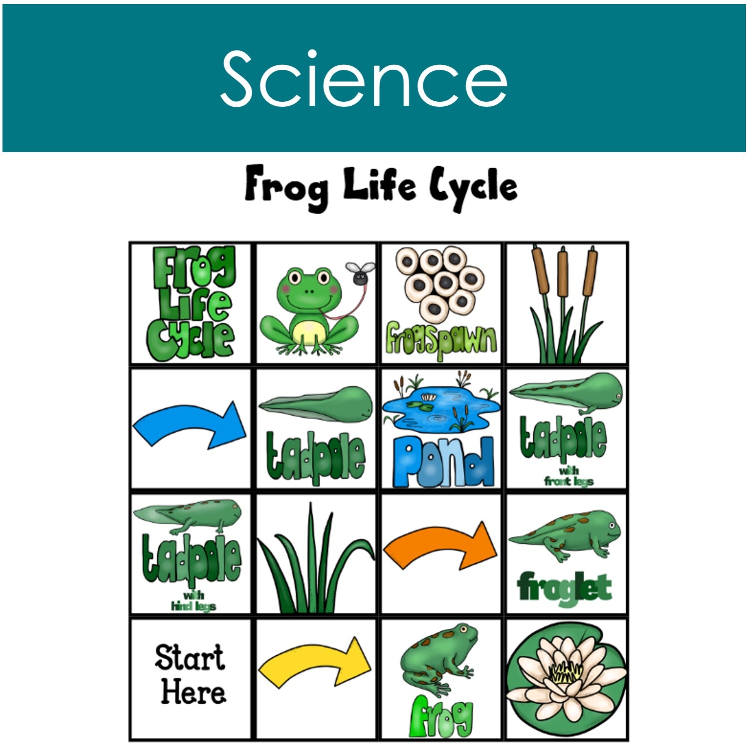 BeeBot Mat frog life cycle