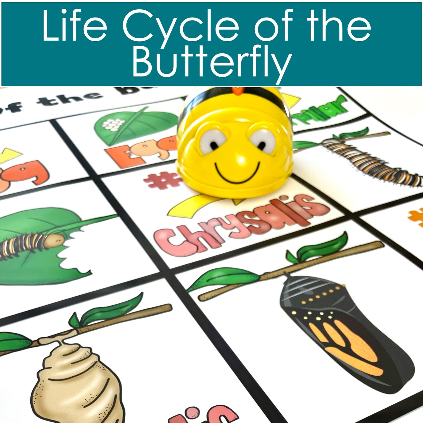 Life cycle of the butterfly BeeBot mat